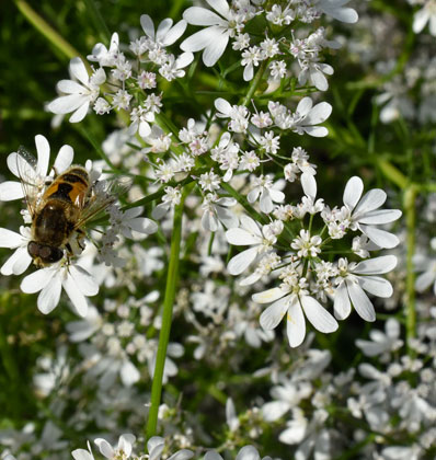 Koriander siaty (Coriandrum sativum)