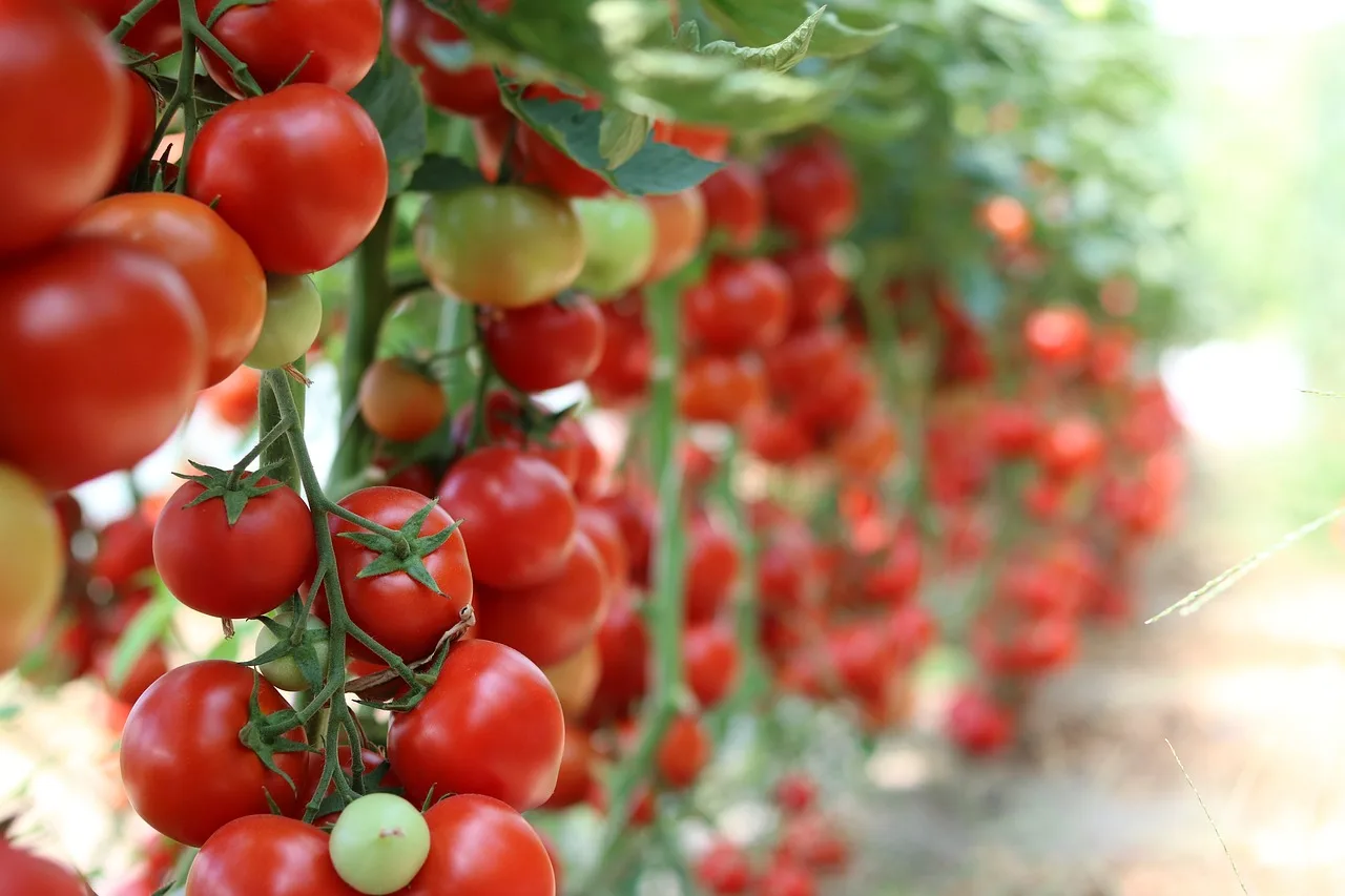 Ako pestovať paradajky - rajčiny