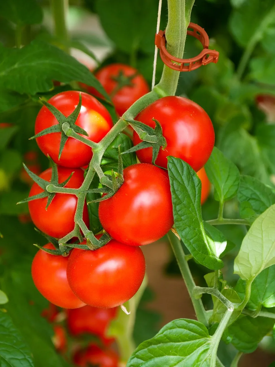 Ako pestovať paradajky - rajčiny