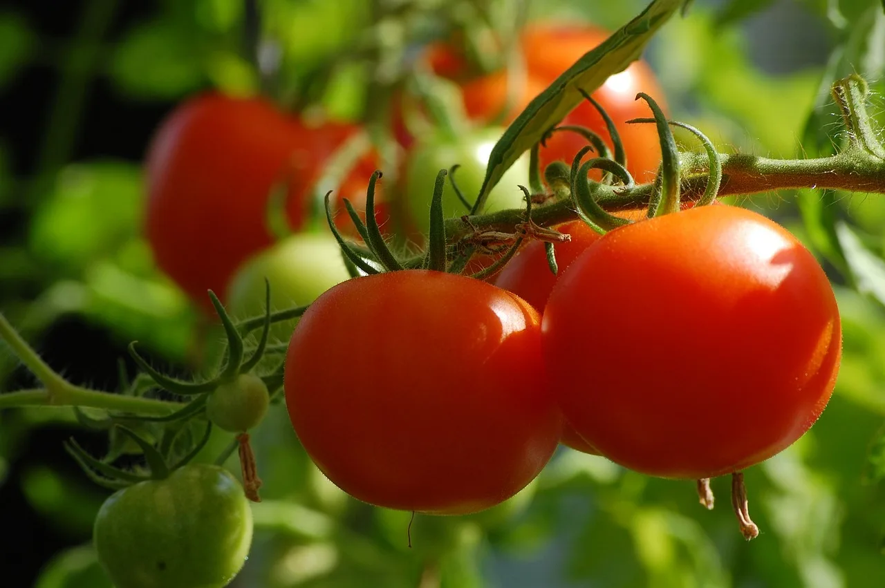 Ako pestovať paradajky vo vlastnej záhradke