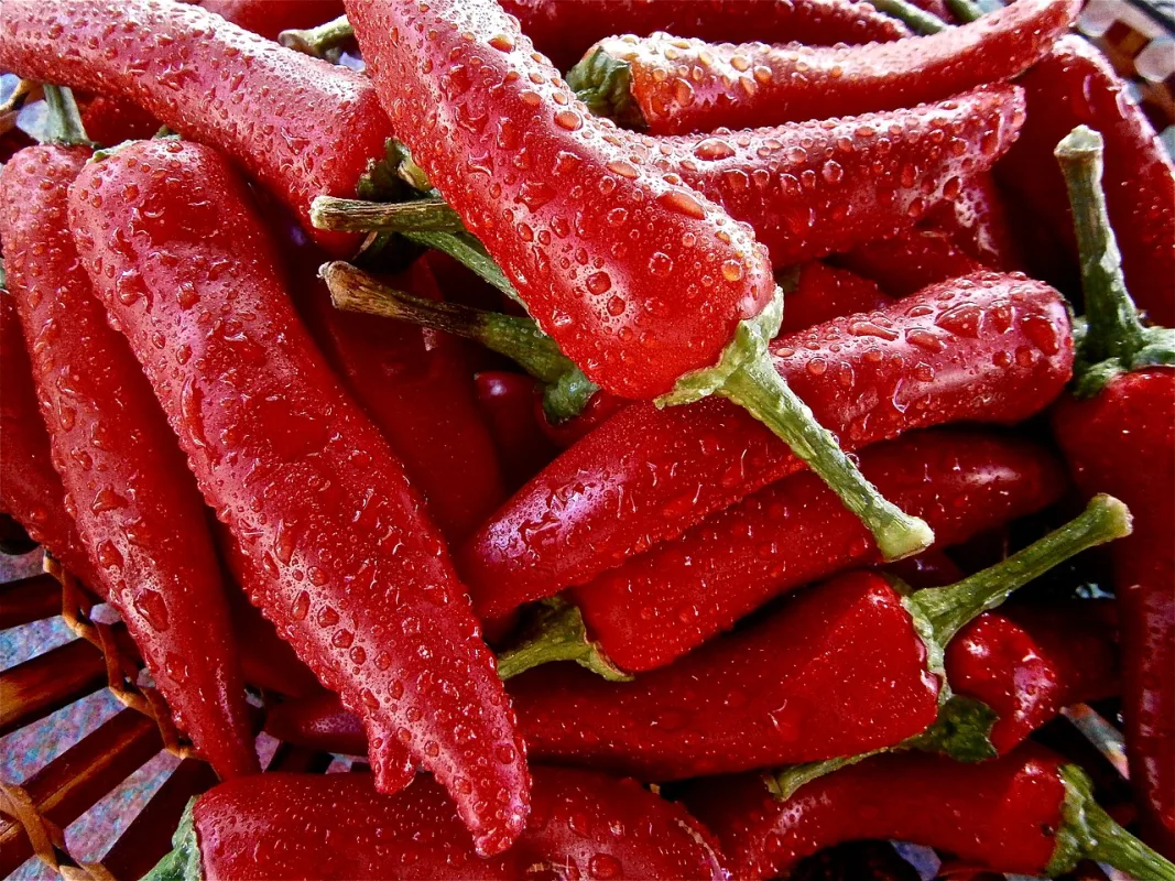 Ako sadiť papriky a ako pestovať papriky