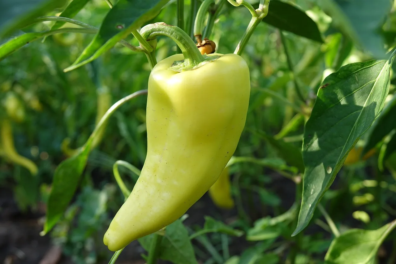 Ako sadiť papriky
