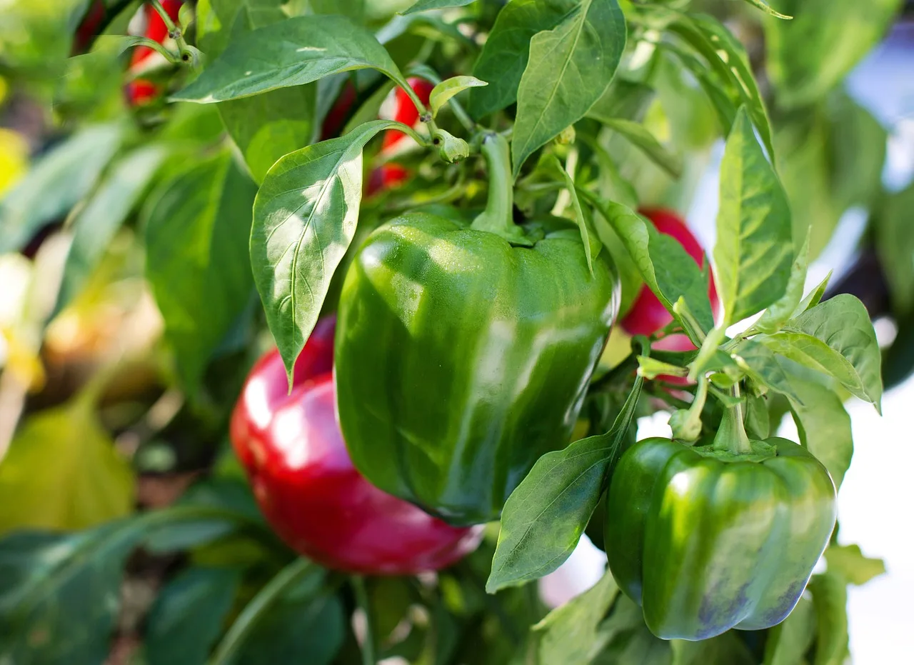 Ako pestovať a sadiť papriky