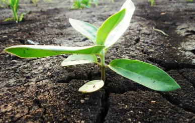 Príprava Záhrady a Pôdy na Jar: Kľúč k Úspešnému Pestovaniu