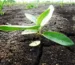 Príprava Záhrady a Pôdy na Jar: Kľúč k Úspešnému Pestovaniu