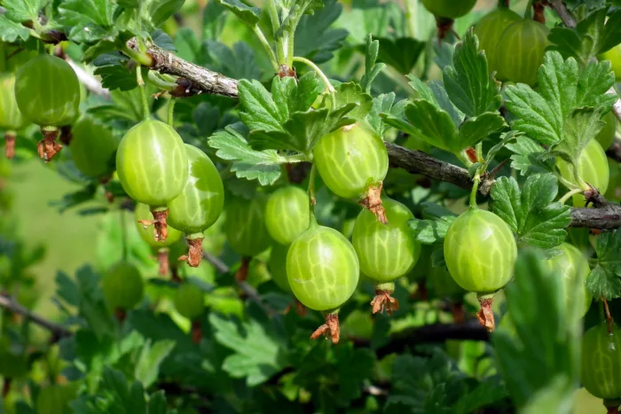 Egreše – Nenáročné ovocie plné vitamínov